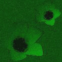 eospetals1