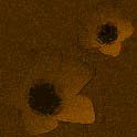 eospetals5
